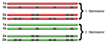 telekomkabel-sternvierer2.png telekomkabel-sternvierer2.png