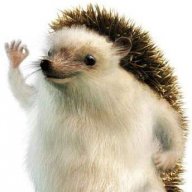 Doltipin