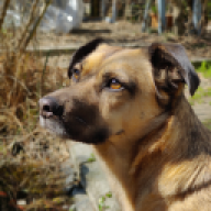 SuperDog