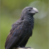 Hasenzahnweh