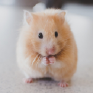 Hamster_Klaus