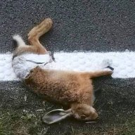hoppelhase