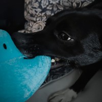 Finn f' Avatar